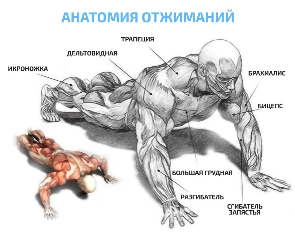 Способы отжимания. Отжимания анатомия. Отжимания на грудь. Мышцы задействованные при отжимании от пола.