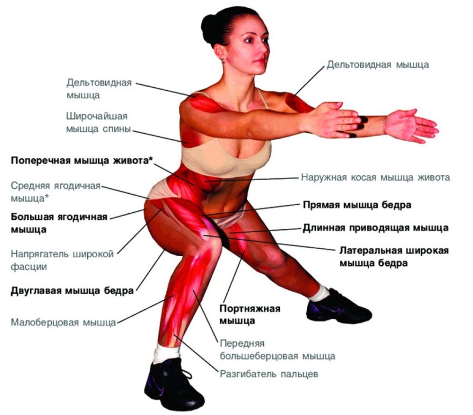Плие группа мышц