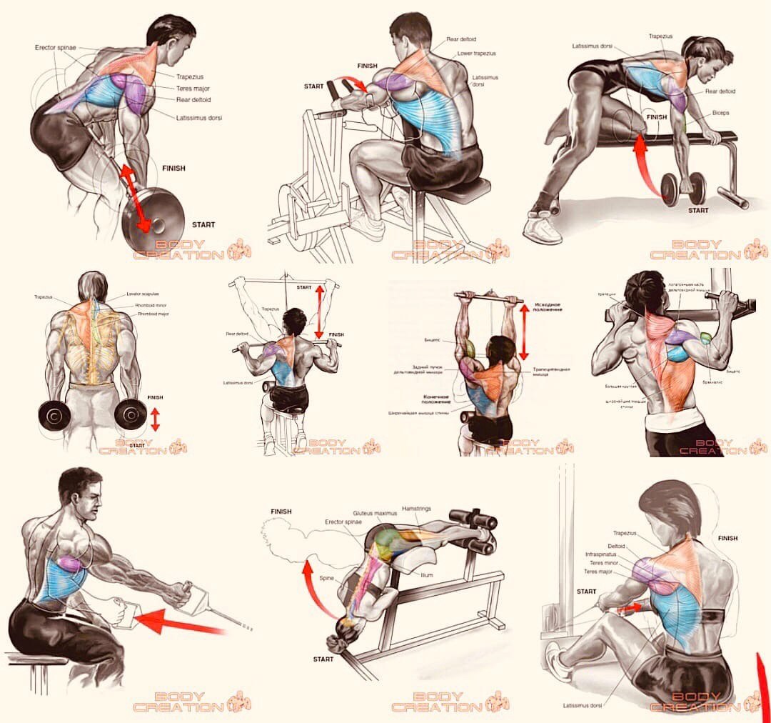 тренировка спины и груди в одну тренировку фото 99