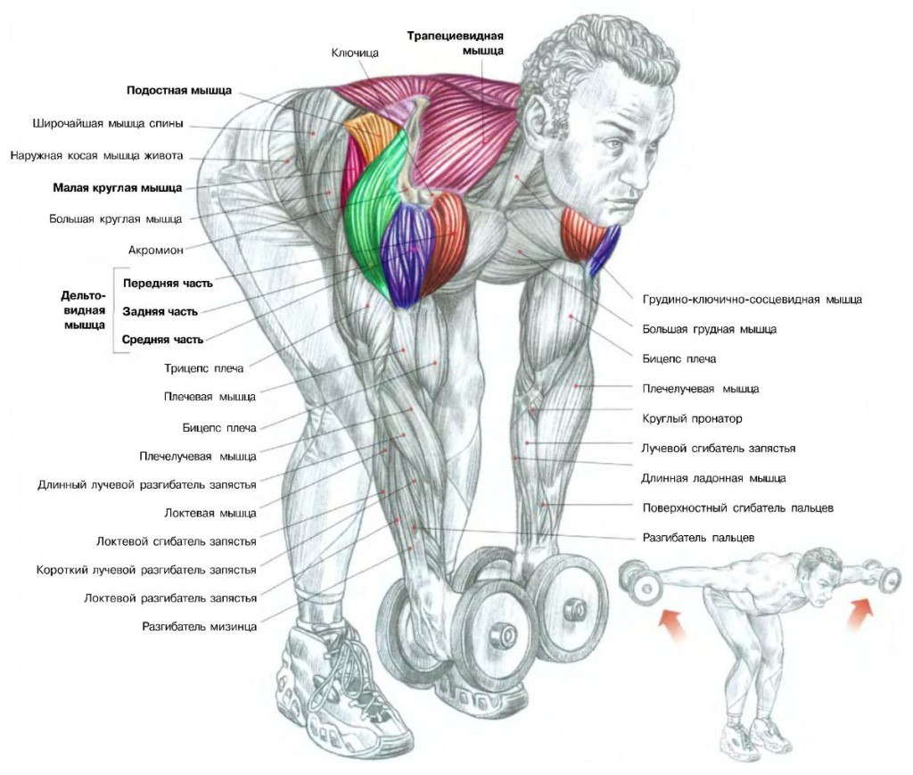 Упражнения на заднюю дельту плеча (64 фото) - картинки photosota