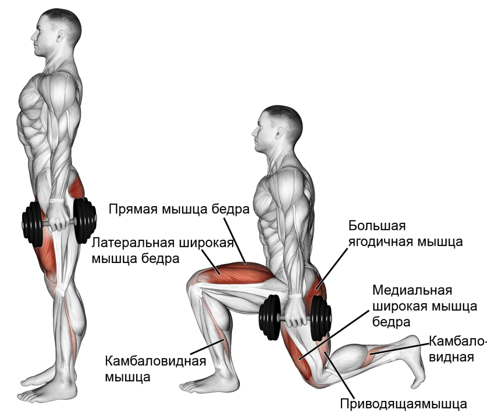 Упражнения на группы мышц