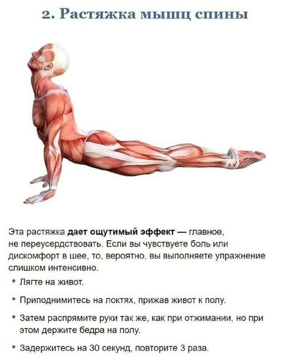 Растяжка мышц спины