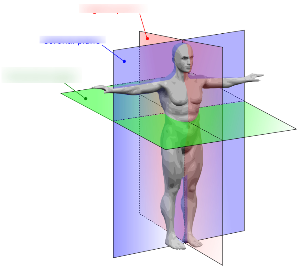 Оси и плоскости человека рисунок